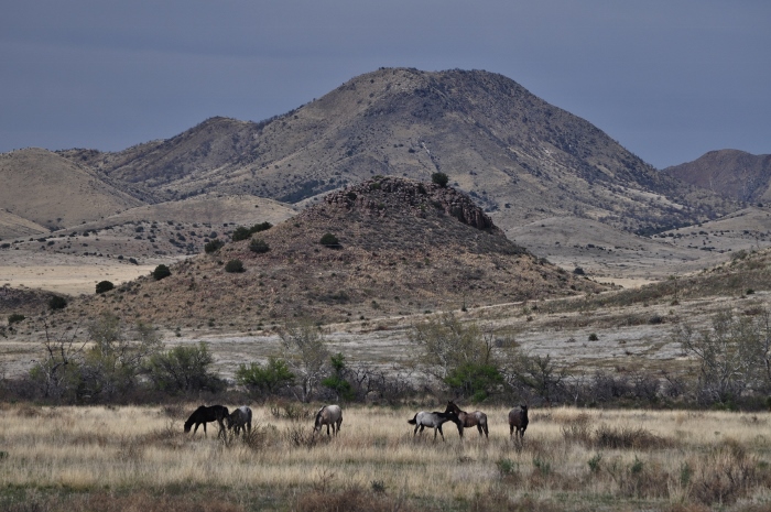 horses in grassland